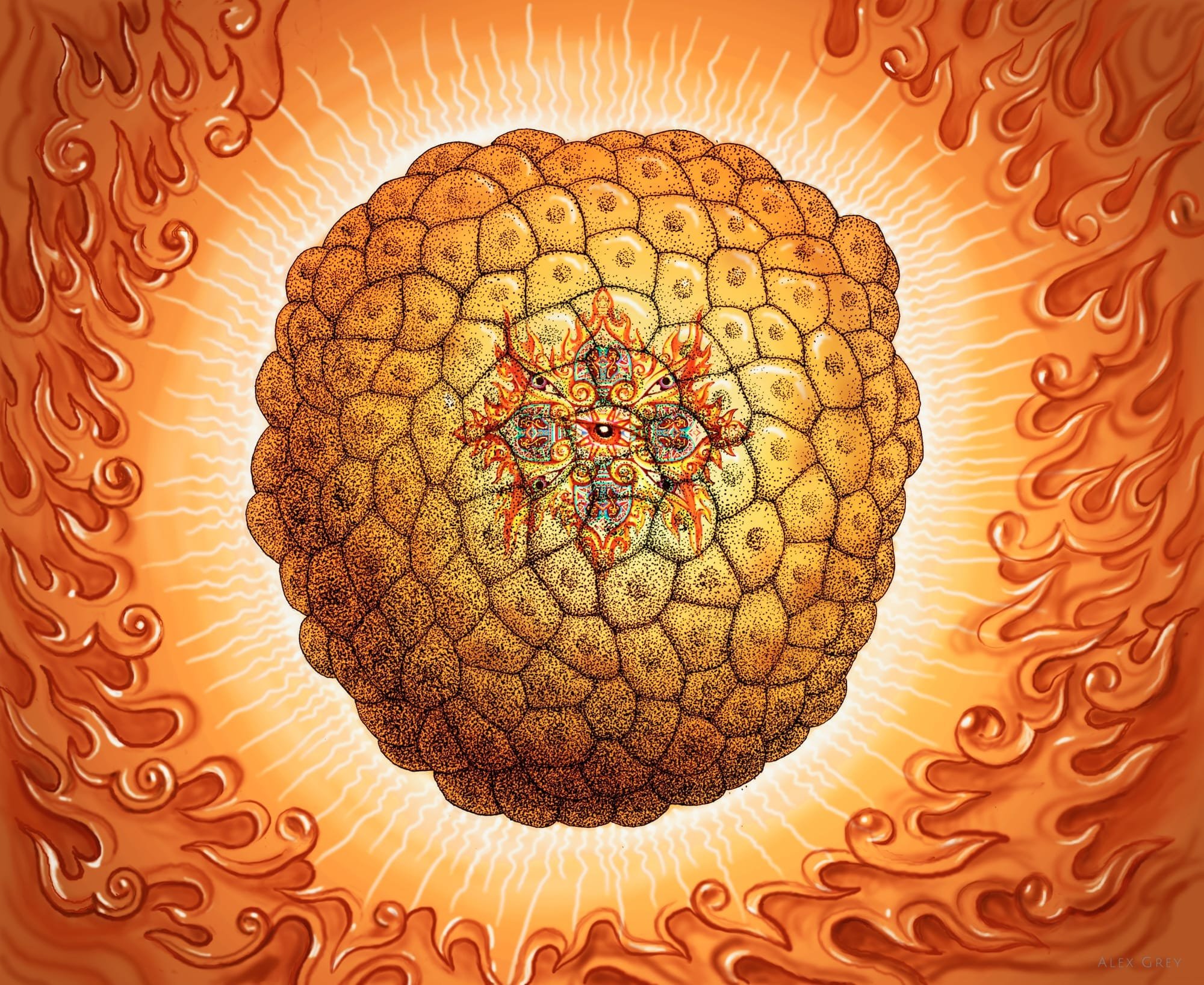 Blastocyst
