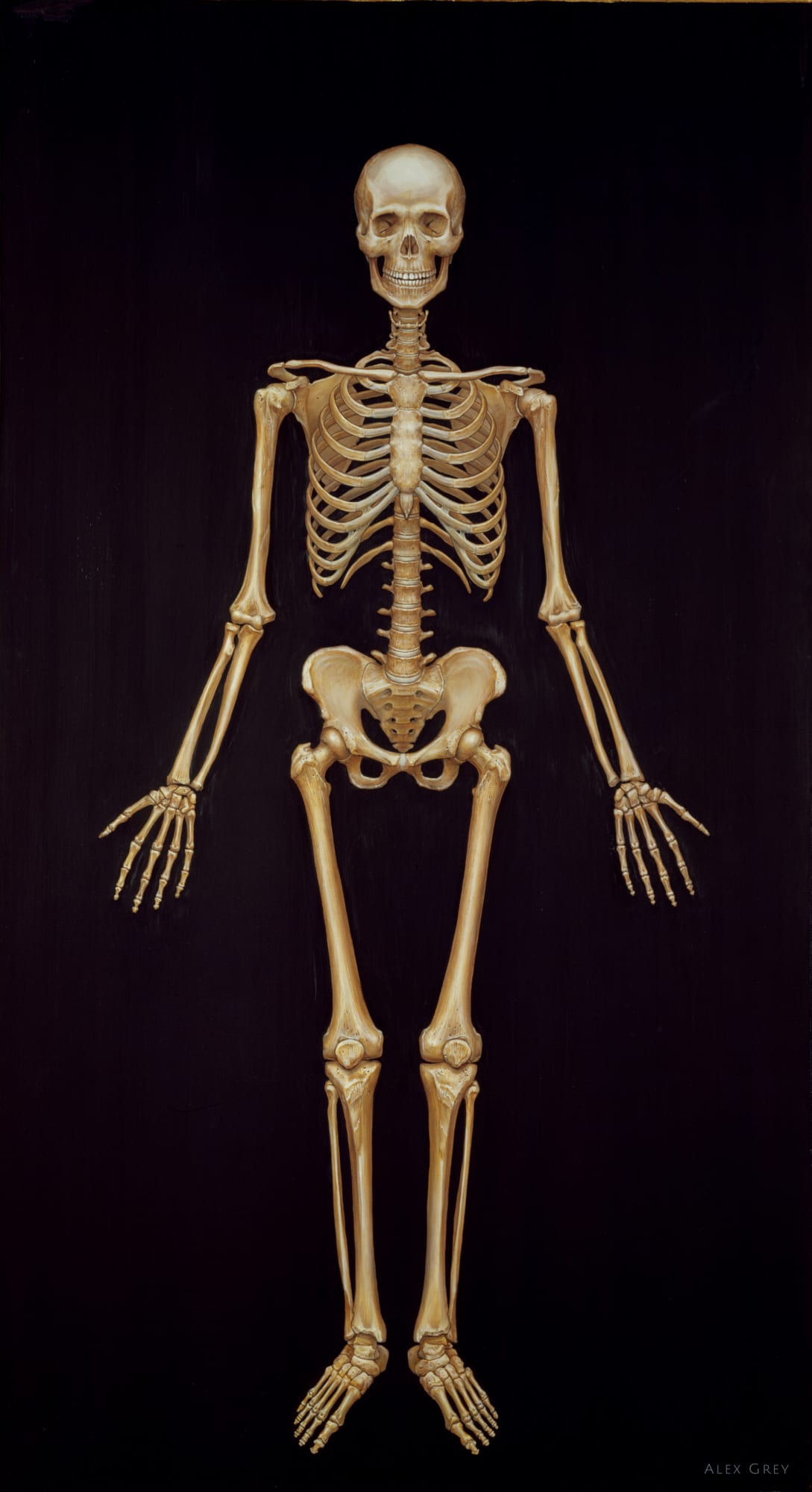 Skeletal System, 1979